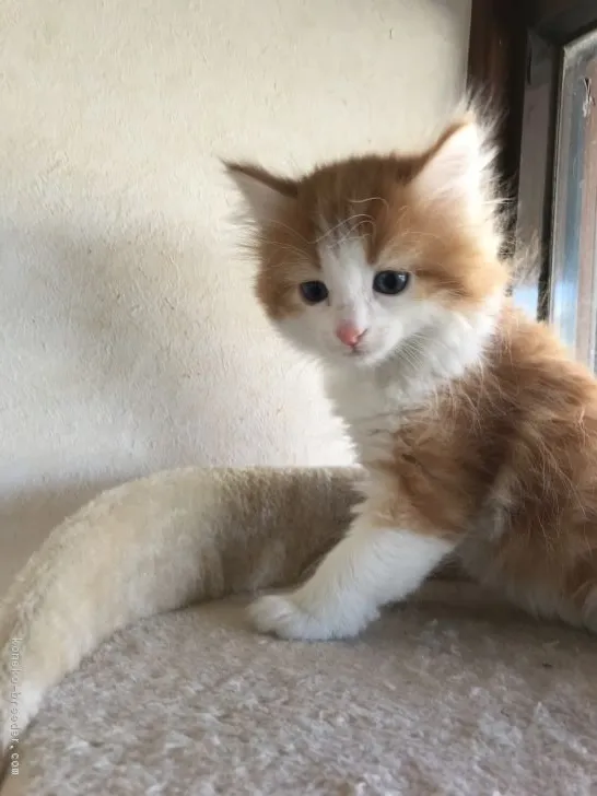 ID:1901-00029の子猫