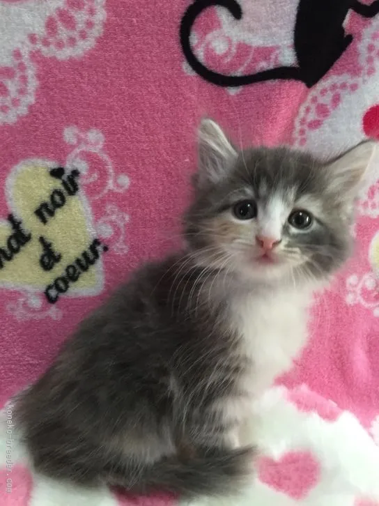ID:1512-00348の子猫