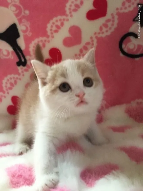 ID：1611-00690の子猫