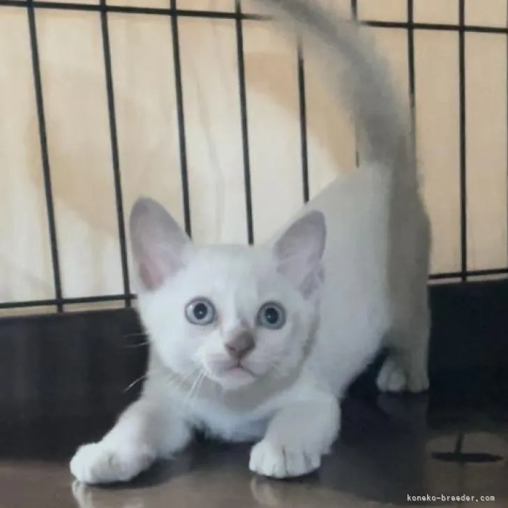ID:2208-02113の子猫