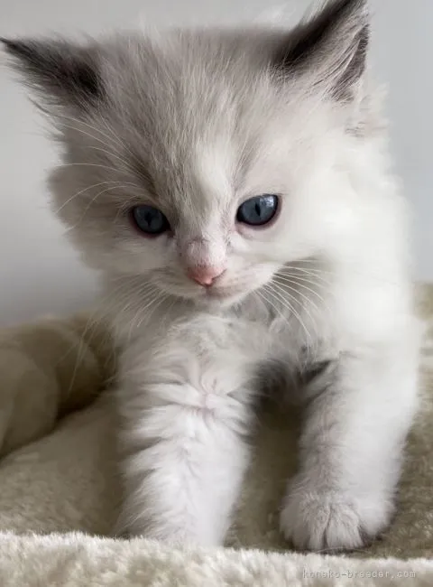 ID：2202-01736の子猫