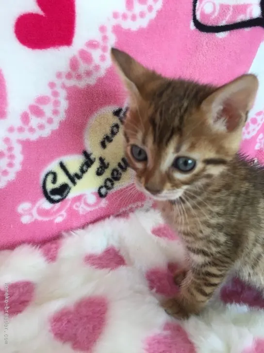 ID：1601-00107の子猫