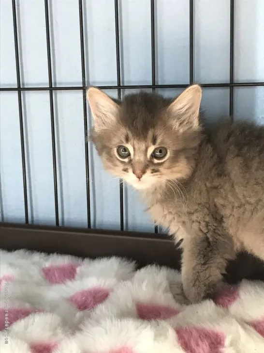 ID：1711-01002の子猫