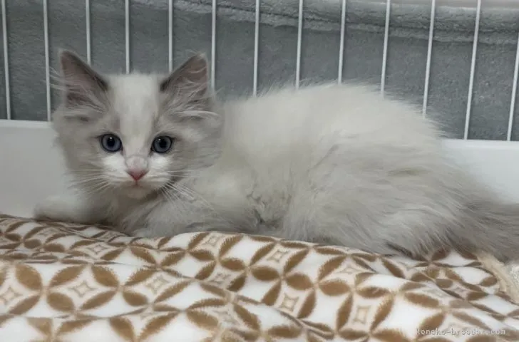 ID：2201-00790の子猫