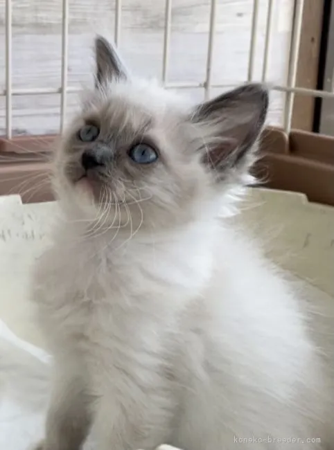 ID:2104-01004の子猫