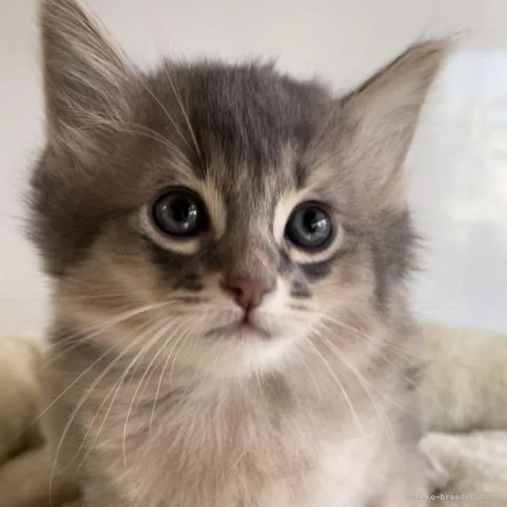 ID:2302-01014の子猫