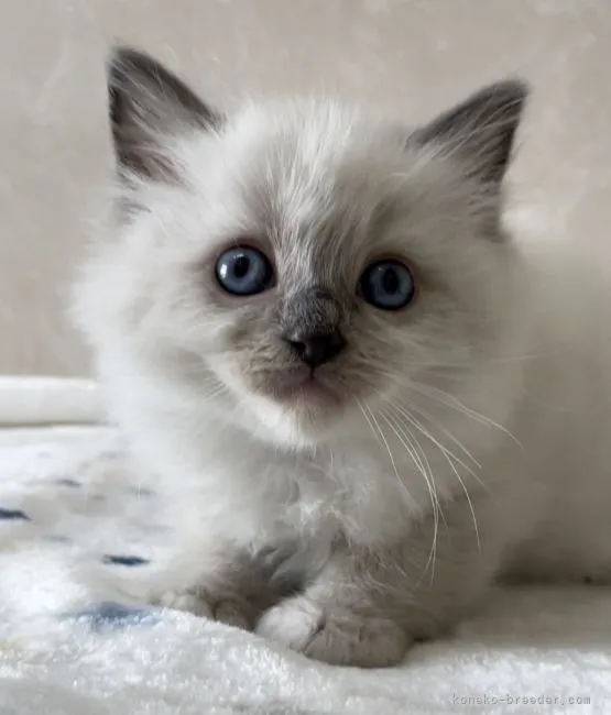 ID：2104-00025の子猫