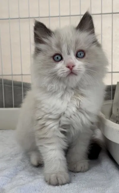 ID:2203-01934の子猫