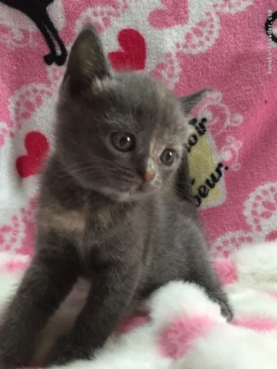 ID:1605-00141の子猫