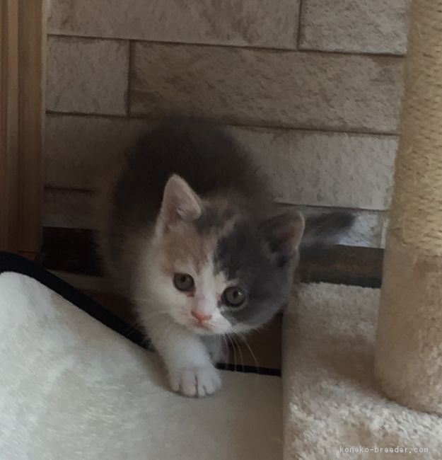 ID:1703-00661の子猫