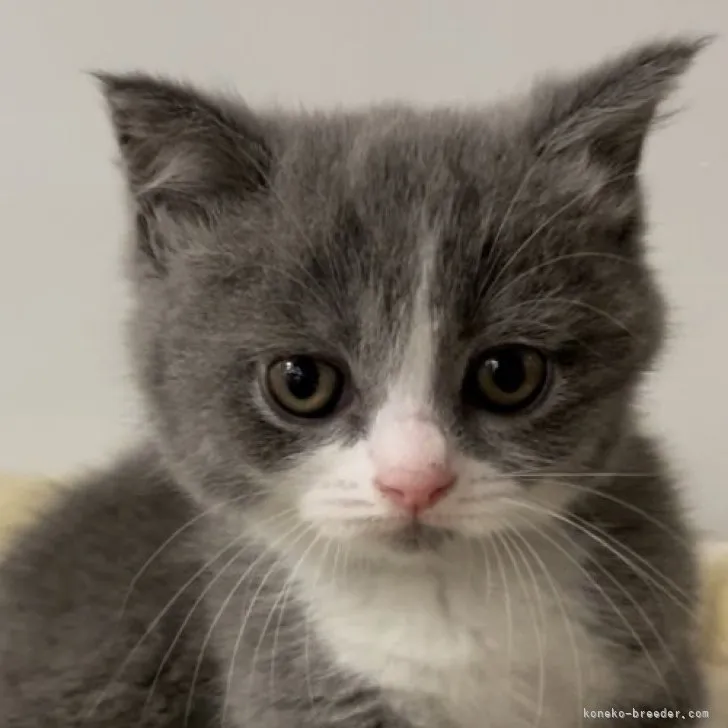 ID：2305-03796の子猫