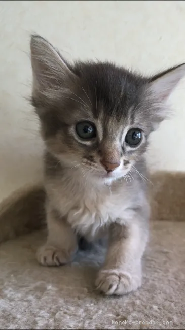 ID：1908-00102の子猫