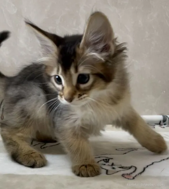 ID:2105-00218の子猫
