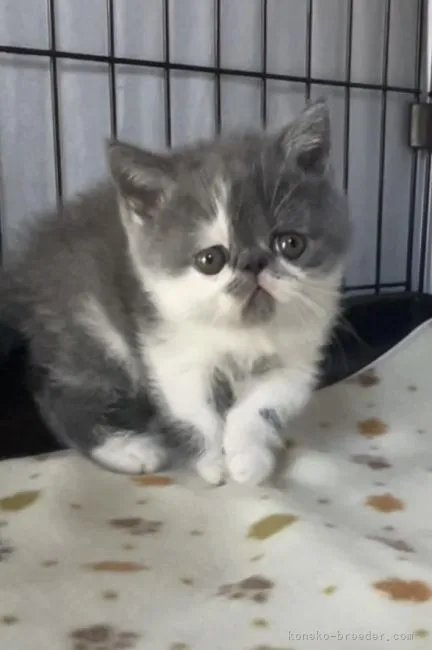 ID：2105-02031の子猫