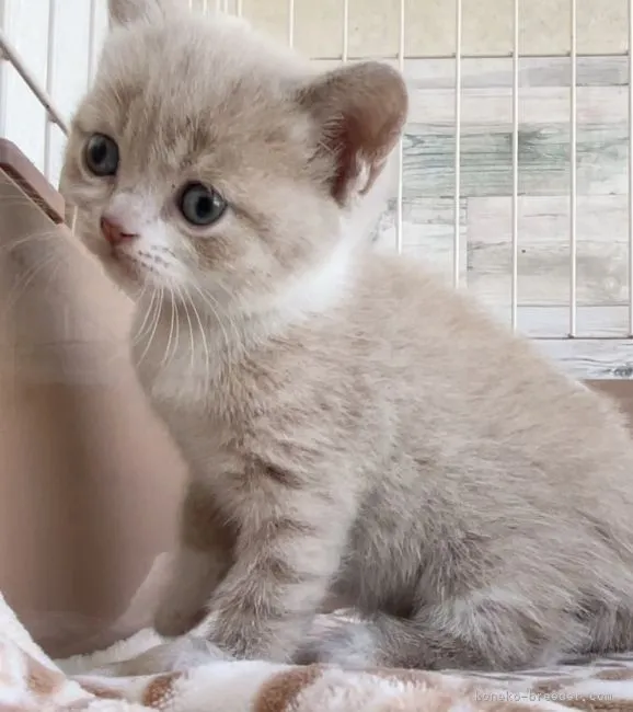 ブリティッシュショートヘア【埼玉県・男の子・2021年3月10日・クリームタビー&amp;ホワイト】の写真1