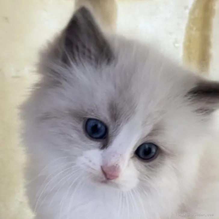 ID:2311-01925の子猫