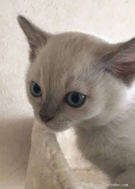 ID：1912-00391の子猫