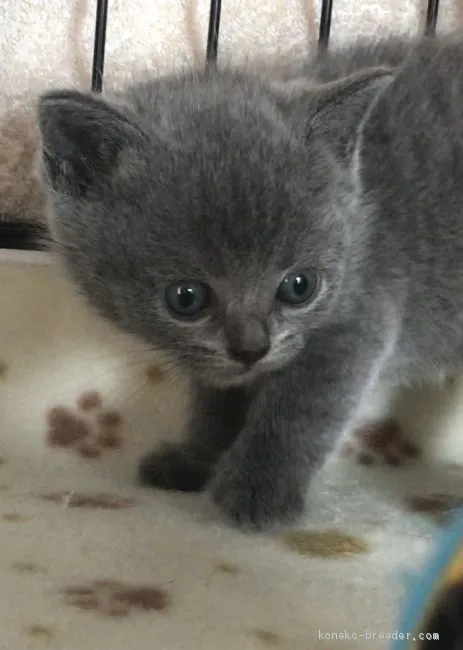 ID:2010-01305の子猫