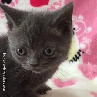 ID:1604-00557の子猫