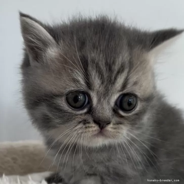 ID：2409-01499の子猫