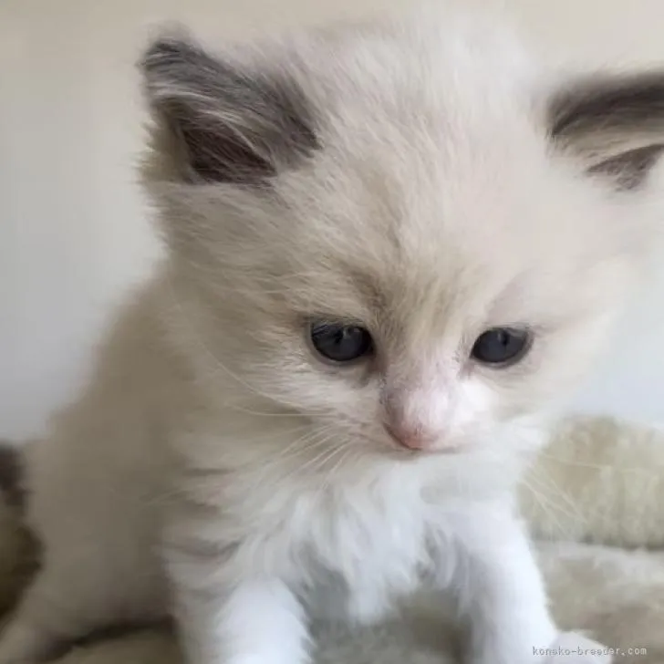 ID:2211-01542の子猫