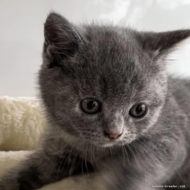 ID:2209-00760の子猫
