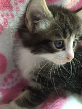 ノルウェージャンフォレストキャット【埼玉県・男の子・2015年11月26日・ブラウンタビー&ホワイト】の写真「」