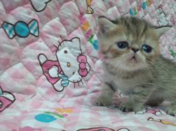 エキゾチックショートヘア【埼玉県・女の子・2015年10月20日・ブラウンパッチドタビー】の写真「」