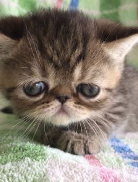 エキゾチックショートヘア【埼玉県・女の子・2020年3月15日・ブラウンパッチドタビー】の写真「兄妹で一番の食いしん坊」