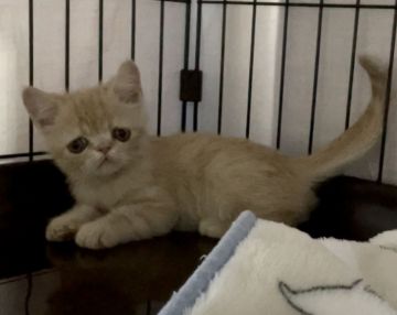 エキゾチックショートヘア【埼玉県・男の子・2021年6月25日・クリームタビー】の写真「垂れ目の可愛い男の子」