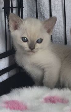 トンキニーズ【埼玉県・女の子・2020年2月14日・プラチナミンク】の写真「可愛い女の子」