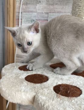 トンキニーズ【埼玉県・女の子・2018年2月25日・プラチナソリッド】の写真「元気な女の子」