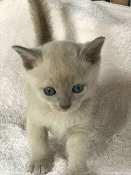 トンキニーズ【埼玉県・女の子・2019年3月26日・プラチナソリッド】の写真「可愛い女の子」