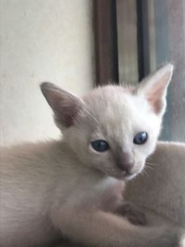 トンキニーズ【埼玉県・男の子・2019年3月26日・プラチナソリッド】の写真「可愛い男の子」