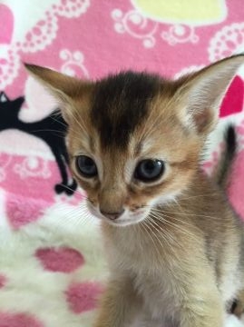 アビシニアン【埼玉県・女の子・2016年6月21日・ルディ】の写真「」