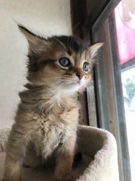 ソマリ【埼玉県・男の子・2018年9月24日・ルディ】の写真「ふわふわの男の子」