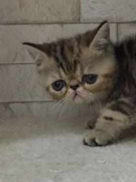 エキゾチックショートヘア【埼玉県・女の子・2017年5月29日・ブラウンパッチドタビー】の写真「おっきなお目々の鼻ぺちゃ姫」