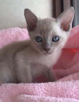 トンキニーズ【埼玉県・男の子・2020年3月25日・プラチナソリッド】の写真「元気な男の子」