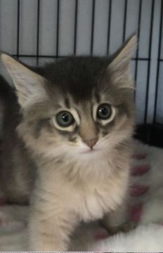 ソマリ【埼玉県・男の子・2020年2月27日・ブルー】の写真「見学は完全予約制個別対応です。ご予約はお早めに！」