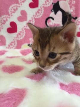 ベンガル【埼玉県・男の子・2015年11月26日・ブラウンスポテッドタビー】の写真「」