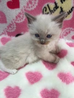 ラグドール【埼玉県・男の子・2015年12月9日・ブルーポイントミテッド】の写真「」