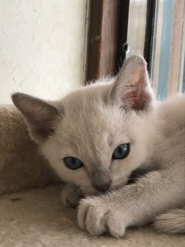 トンキニーズ【埼玉県・男の子・2019年2月6日・プラチナミンク】の写真「可愛い男の子」