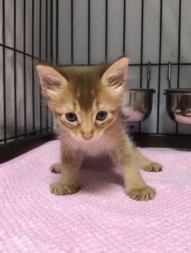 ソマリ【埼玉県・男の子・2018年7月22日・レッド】の写真「可愛い男の子」