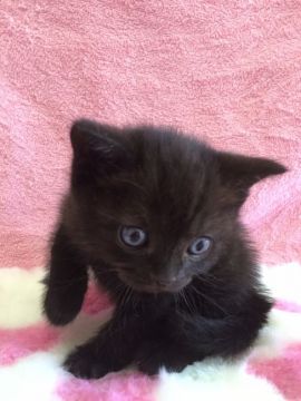スコティッシュフォールド【埼玉県・男の子・2015年11月8日・ブラックスモーク】の写真「」