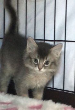 ソマリ【埼玉県・男の子・2020年2月27日・ブルー】の写真「見学は完全予約制個別対応です。ご予約はお早めに！」