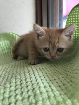 エキゾチックショートヘア【埼玉県・女の子・2019年3月28日・レッドタビー】の写真「おっとりさん」