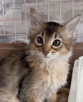 ソマリ【埼玉県・女の子・2021年3月4日・ルディ】の写真「可愛い女の子」