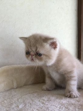 エキゾチックショートヘア【埼玉県・男の子・2018年8月18日・クリームタビー】の写真「鼻ペチャ君」