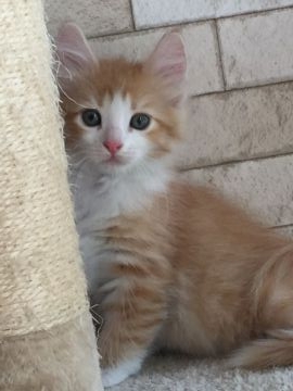 ノルウェージャンフォレストキャット【埼玉県・女の子・2017年4月15日・レッドタビー&ホワイト】の写真「元気な女の子」