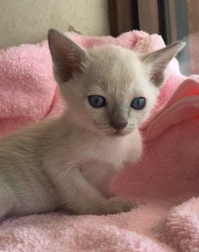 トンキニーズ【埼玉県・女の子・2020年3月25日・プラチナソリッド】の写真「可愛い女の子」